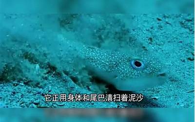 都市海洋异能捕鱼(可在海底自如呼吸)