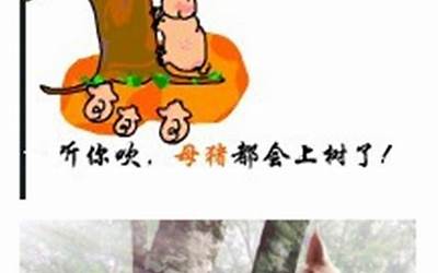 猪爬树(狗急跳墙猪爬树是什么意思)