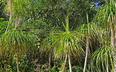 象腿树(神奇植物在我家)