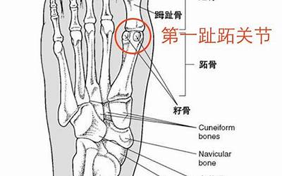 脚掌(脚掌是什么意思)