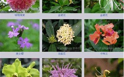 花的名字大全(200种花卉名称大全)