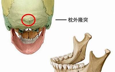 枕外隆突(什么是枕外隆凸)