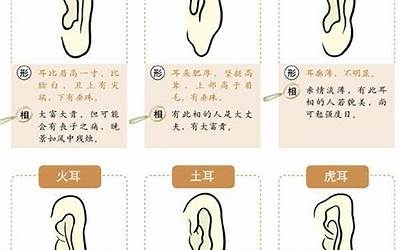 所有的耳型(什么样的耳型漂亮)