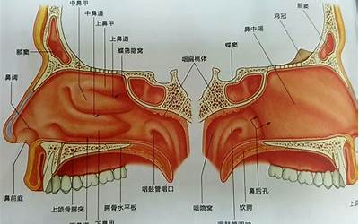 官是什么结构(官的结构是什么)