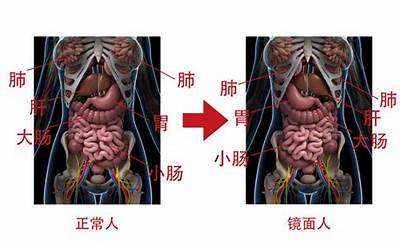 镜面人什么意思(内脏器官反着长的镜面人)