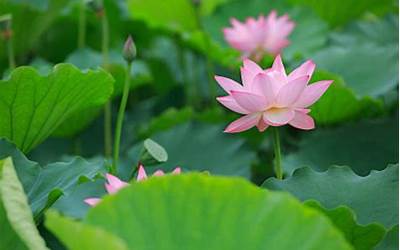 荷花兰(在什么时候开花)