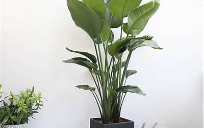 室内植物100种大盆栽(100种适合室内养的植物有什么)