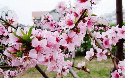 桃花的花语是什么(桃花的花语和寓意)