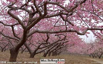 梦见桃花(梦到桃花是什么意思)