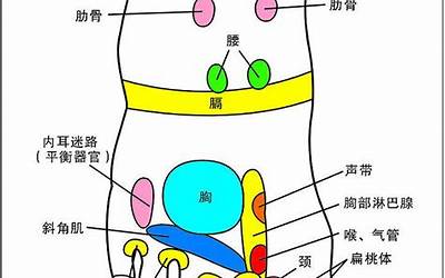 脚背上的穴位(脚背的穴位有哪些)