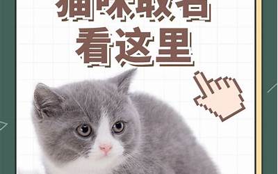 猫猫取名(如何给猫咪取好名字)