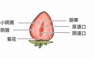 阴带(女人的阴带到底在哪里)