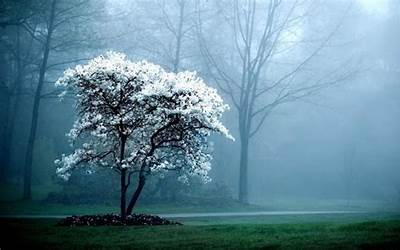 白花树(犹如大雪落满了树枝)