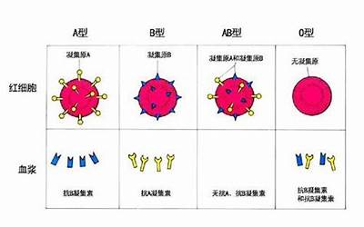 0型血(0型血是什么血型)