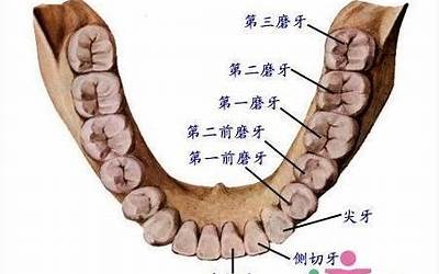 一般有多少颗牙齿(人正常有几颗牙齿)