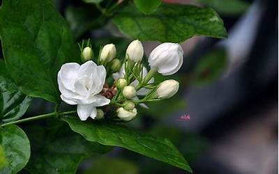 茉莉花的特点(茉莉花有7大特点)