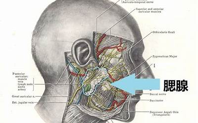 腮帮子在哪(腮帮子是什么部位)