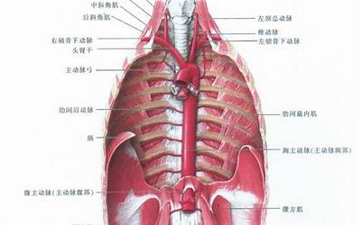 胸腔在哪(需要做哪些检查才能确定)