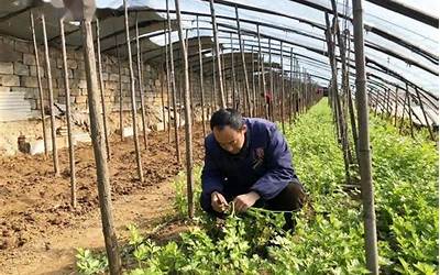 梦见种菜是什么意思(做梦梦到种菜好不好)