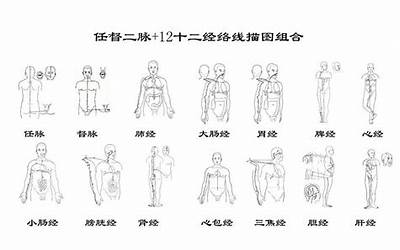 十二经(十二经是什么意思)