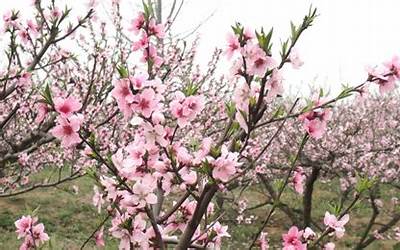 桃花泛滥(桃花纷繁什么意思)