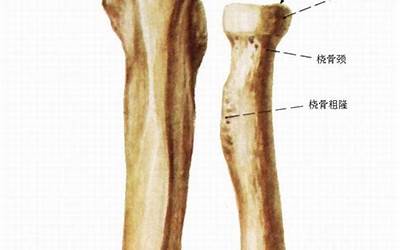 尺骨在哪(前臂尺骨是哪里)