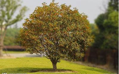 桂花树能种在院子里吗(桂花树可以直接种在院子里吗)