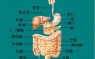 按你胃是什么意思(按你胃ike什么梗)