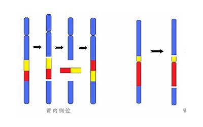 倒位(染色体倒位是什么意思)