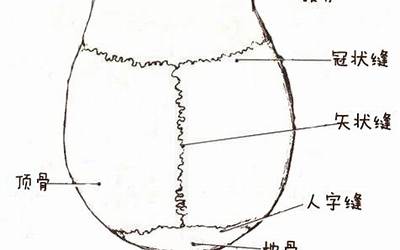 顶骨在哪个部位(顶骨是什么骨)
