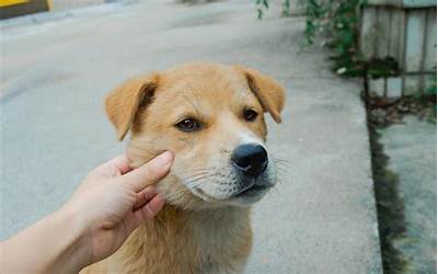 狗狗寿命(普通狗的寿命大概几年)