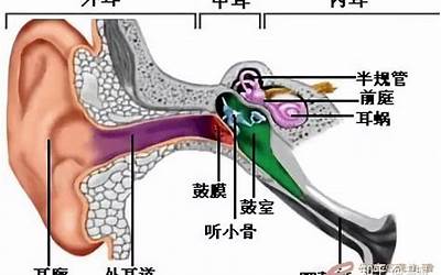 耳朵分为哪三部分(用耳朵造句大全)