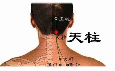 枕部是哪里(头枕部是哪个位置)